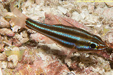 cardinalfish